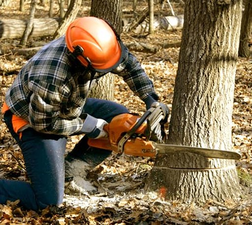 Tree Removal in Knightdale, NC